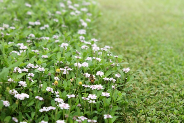 グランドカバー